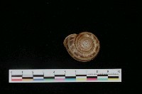 藏品(三帶扁蝸牛)的圖片